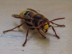 Hornisse (Vespa crabro)