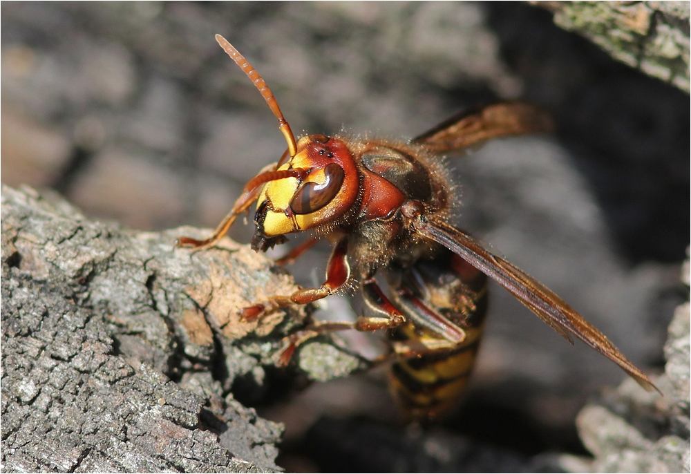 Hornisse (Vespa crabro)