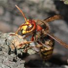 Hornisse (Vespa crabro)