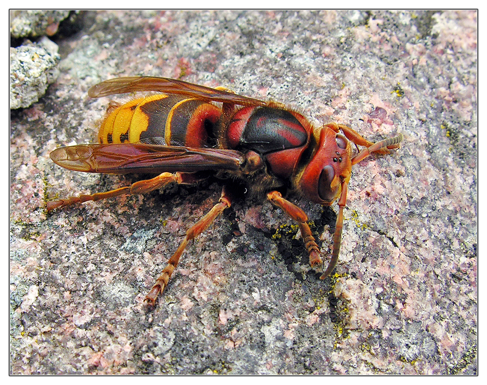 Hornisse (Vespa crabro)