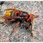 Hornisse (Vespa crabro)