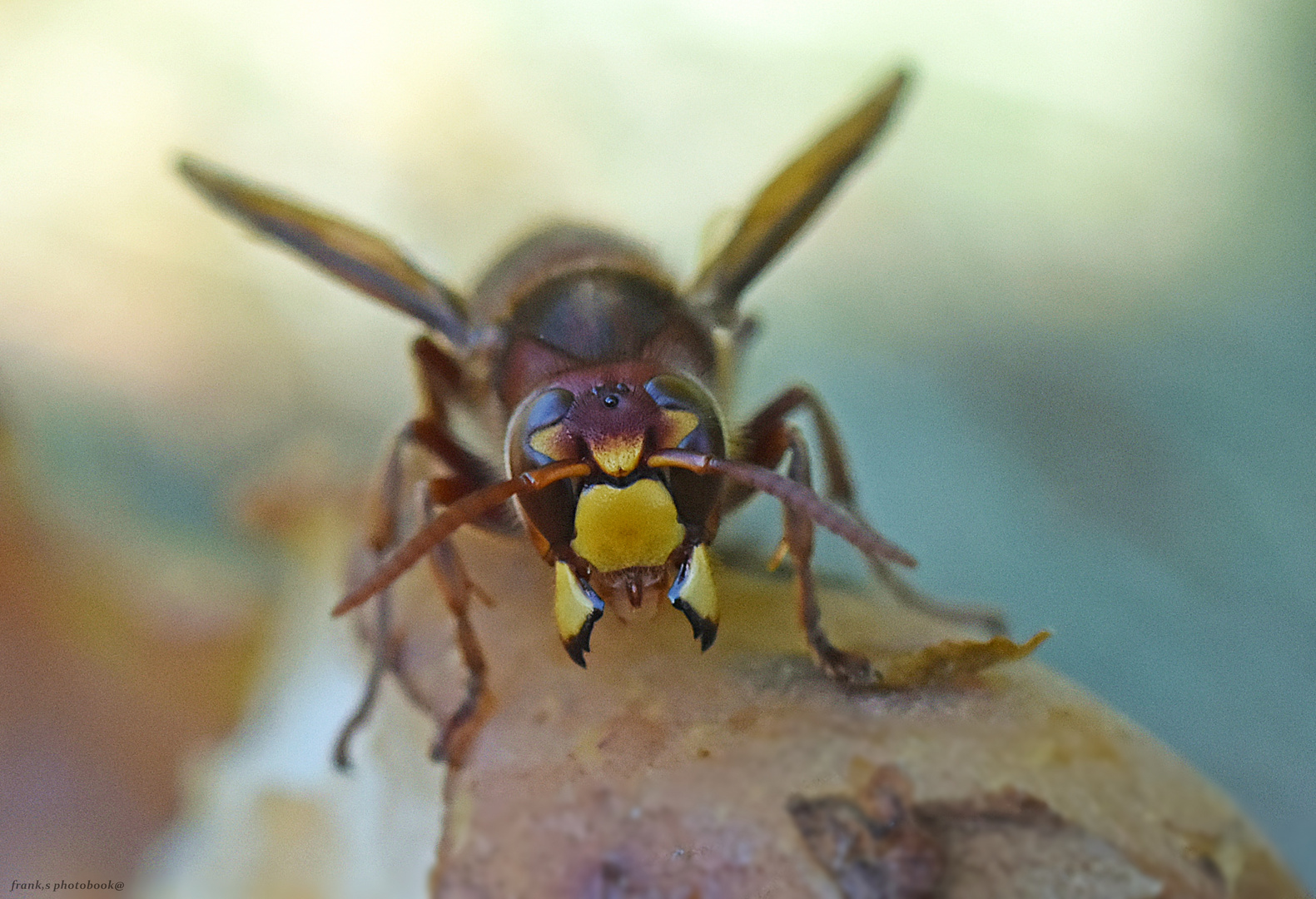 Hornisse - Vespa crabro 