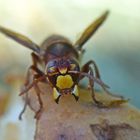 Hornisse - Vespa crabro 