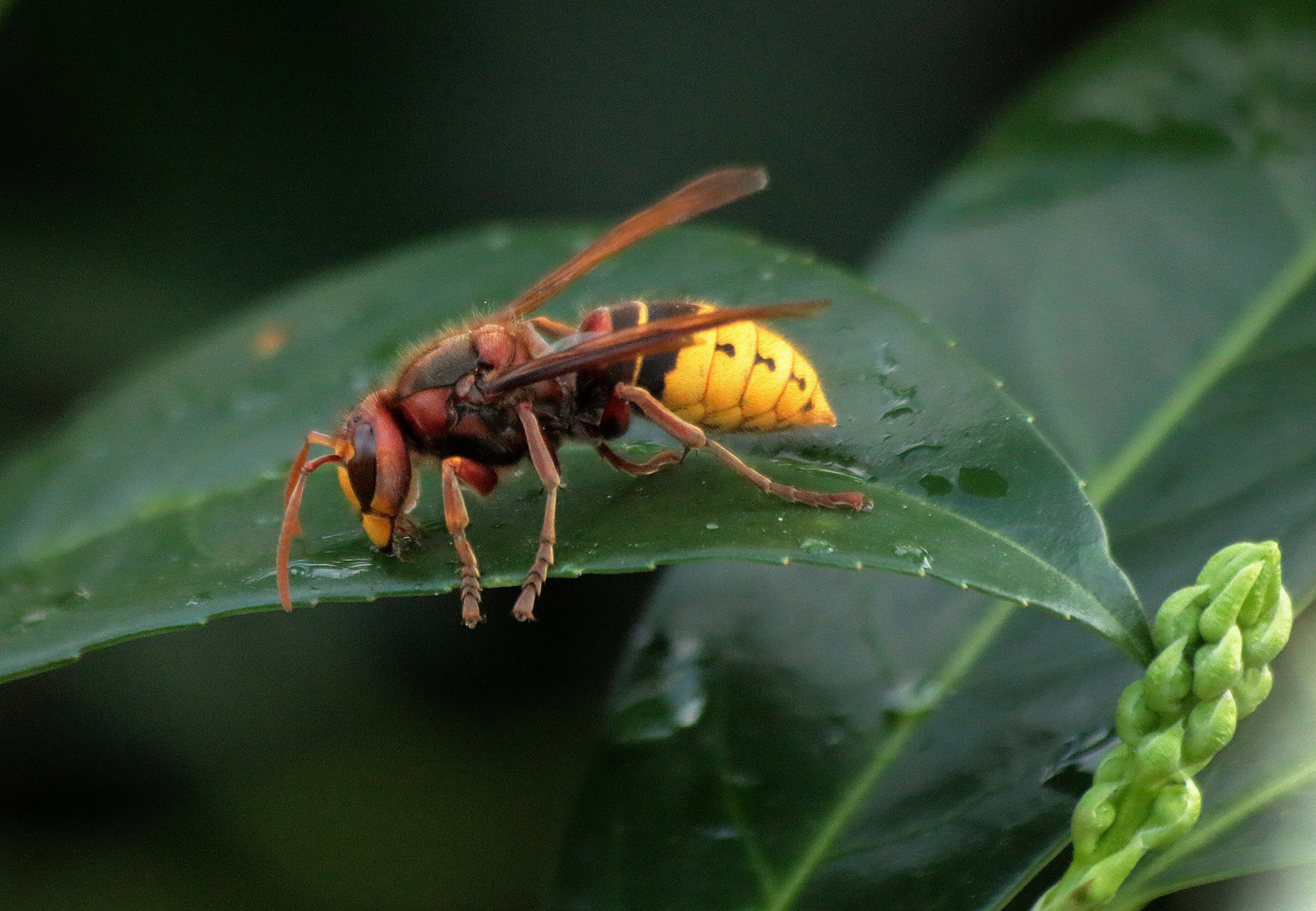 Hornisse  (Vespa crabro) ....