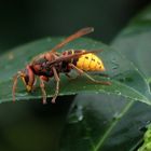 Hornisse  (Vespa crabro) ....