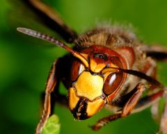 Hornisse (Vespa crabro)