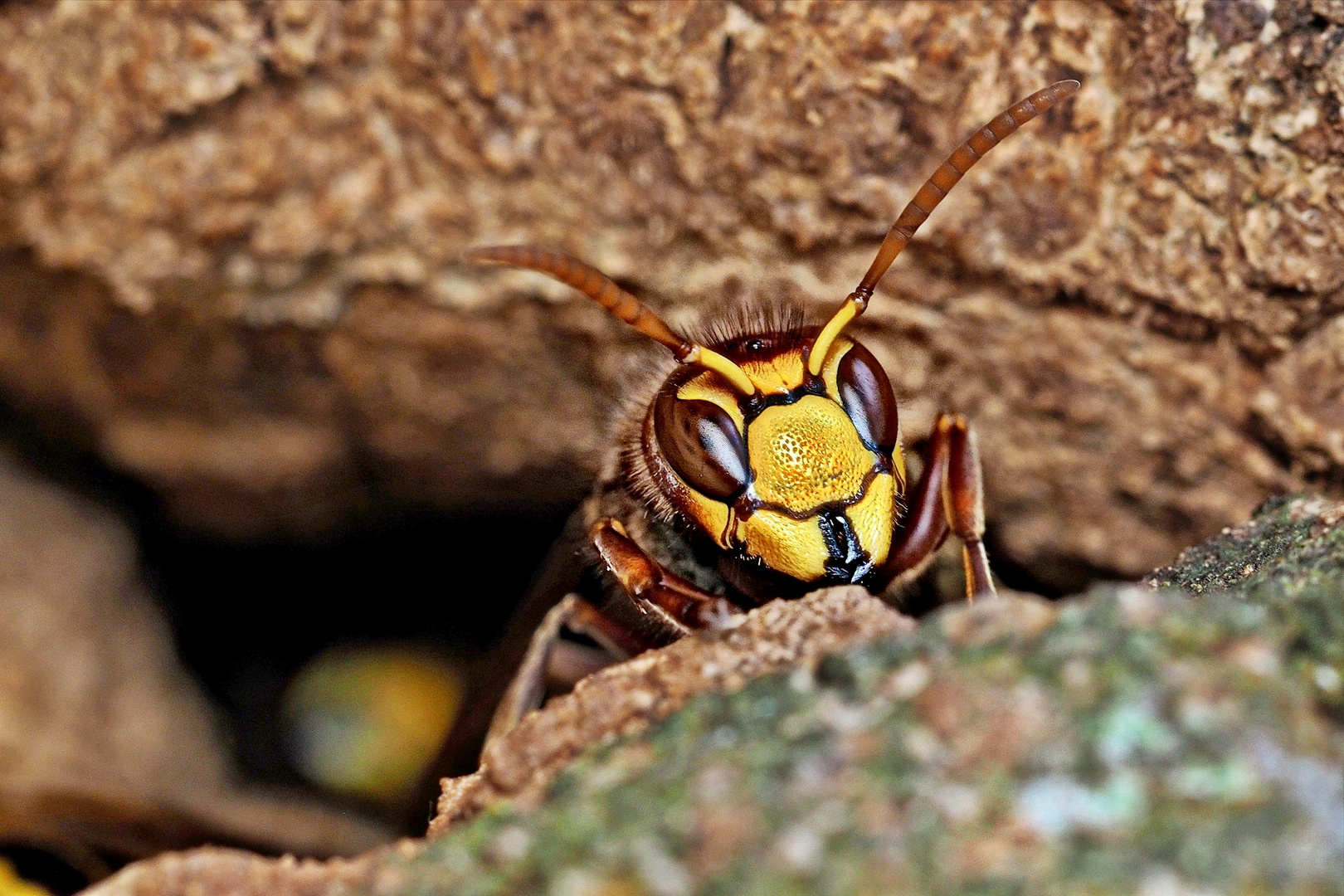 Hornisse (Vespa crabro)