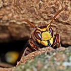 Hornisse (Vespa crabro)