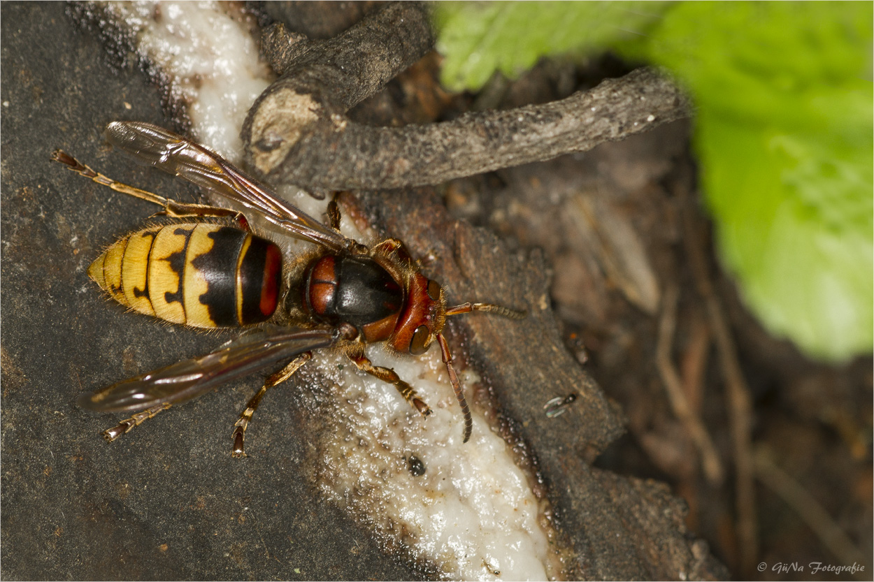 Hornisse (Vespa crabro)