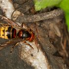 Hornisse (Vespa crabro)