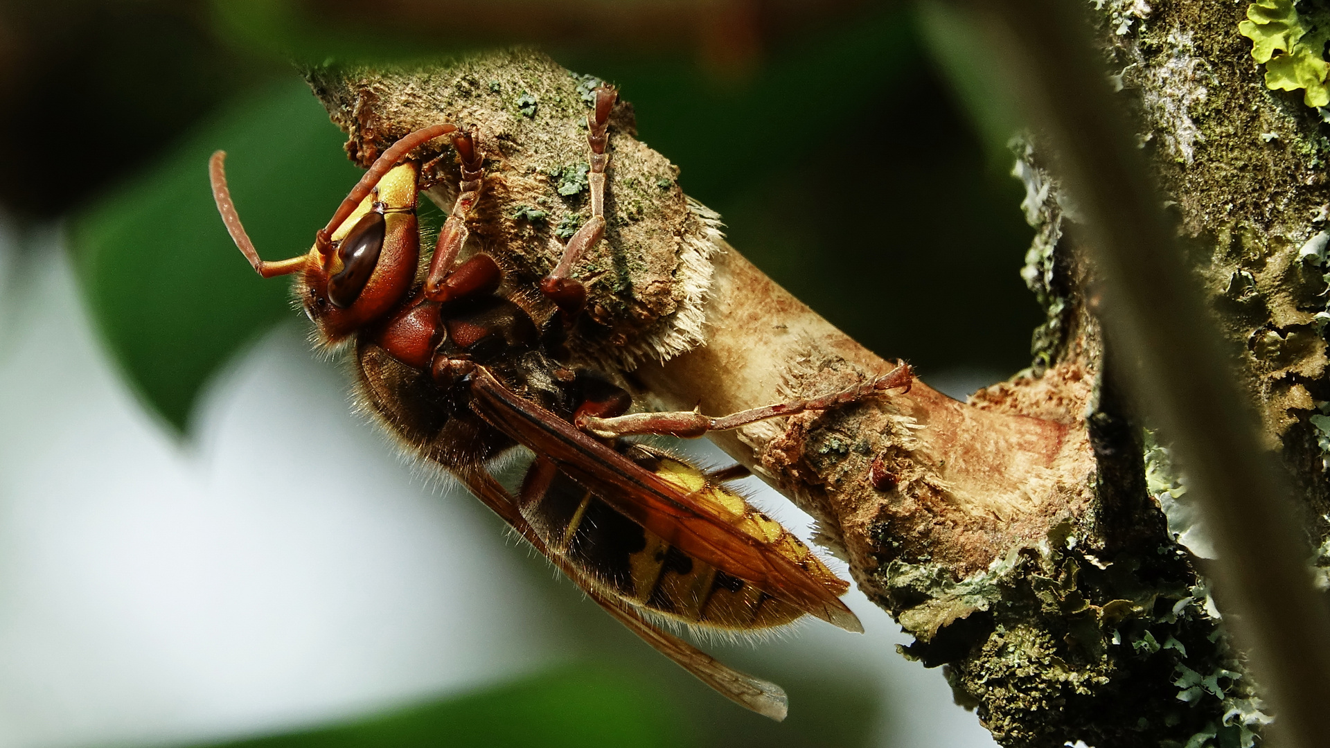 Hornisse (Vespa crabro) am Fliederzweig