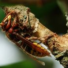 Hornisse (Vespa crabro) am Fliederzweig