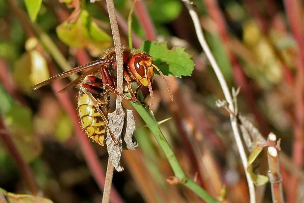 Hornisse [Vespa crabro]