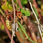 Hornisse [Vespa crabro]