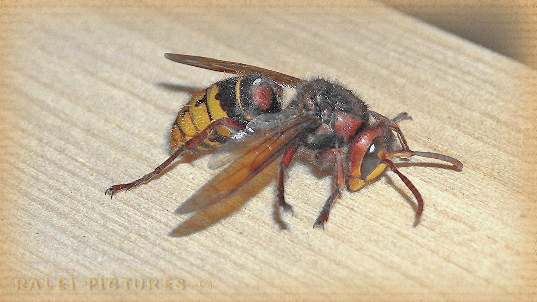 Hornisse (Vespa crabro)