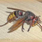 Hornisse (Vespa crabro)