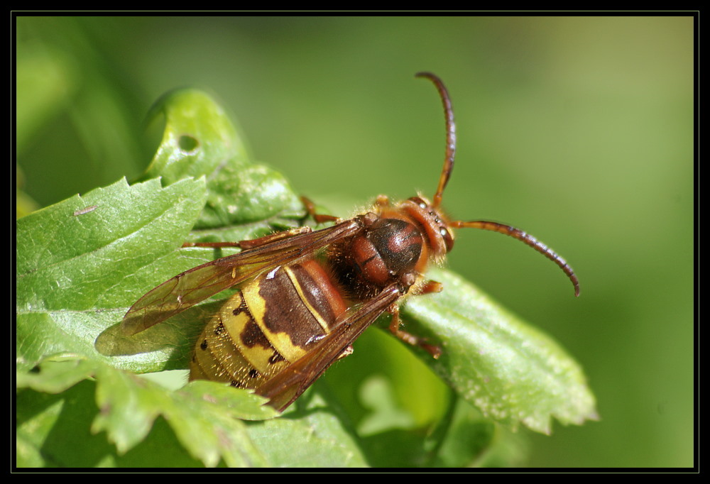 Hornisse (Vespa crabro)