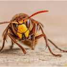 hornisse (vespa crabro)......