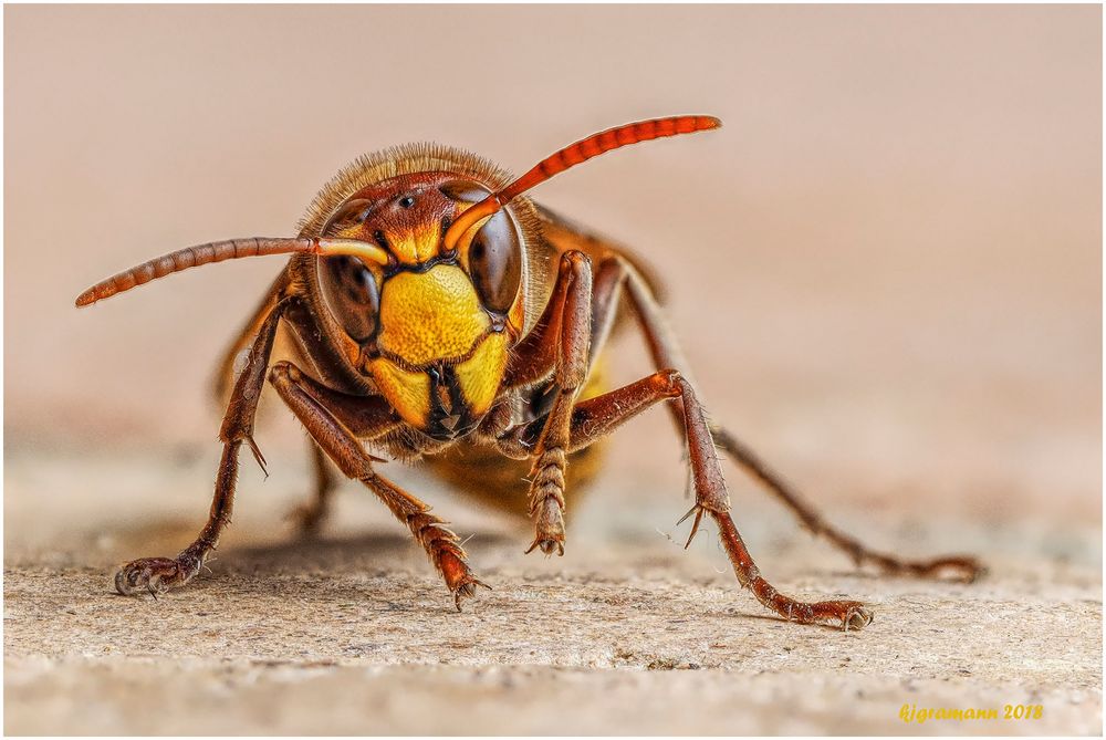 hornisse (vespa crabro)......