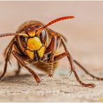 hornisse (vespa crabro)......