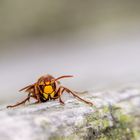 Hornisse (Vespa crabro)