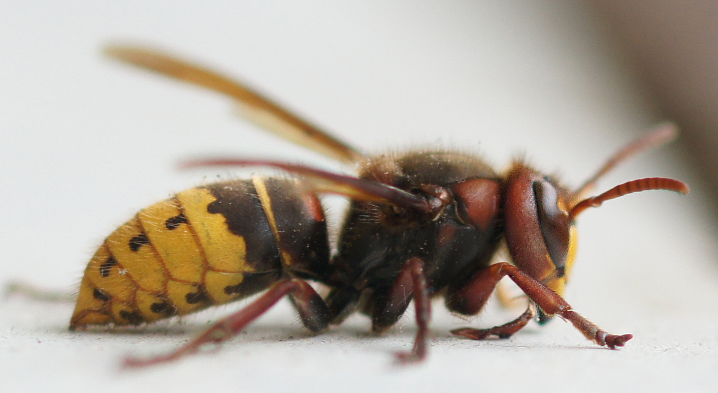 Hornisse   Vespa crabro