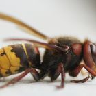 Hornisse   Vespa crabro