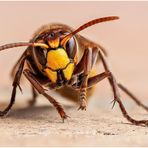 hornisse (vespa crabro).......