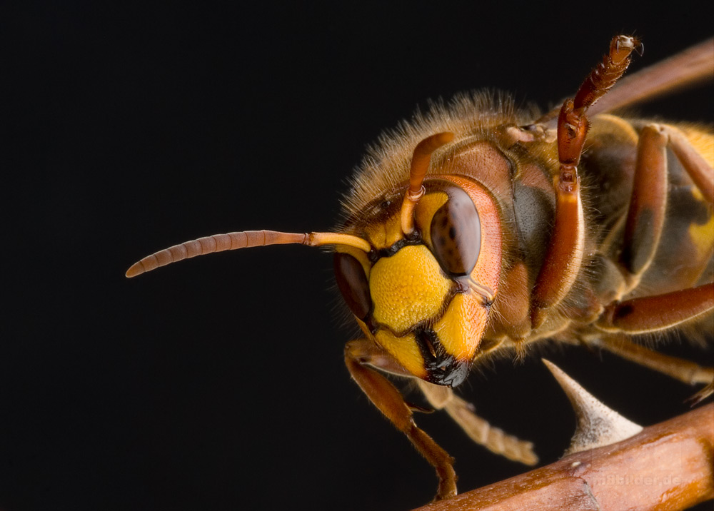 Hornisse (Vespa crabro)