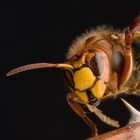 Hornisse (Vespa crabro)