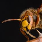 Hornisse (Vespa crabro)