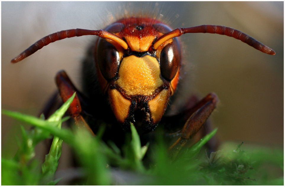 Hornisse - vespa crabro -