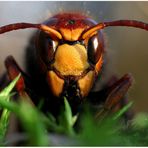 Hornisse - vespa crabro -