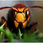 Hornisse - vespa crabro -