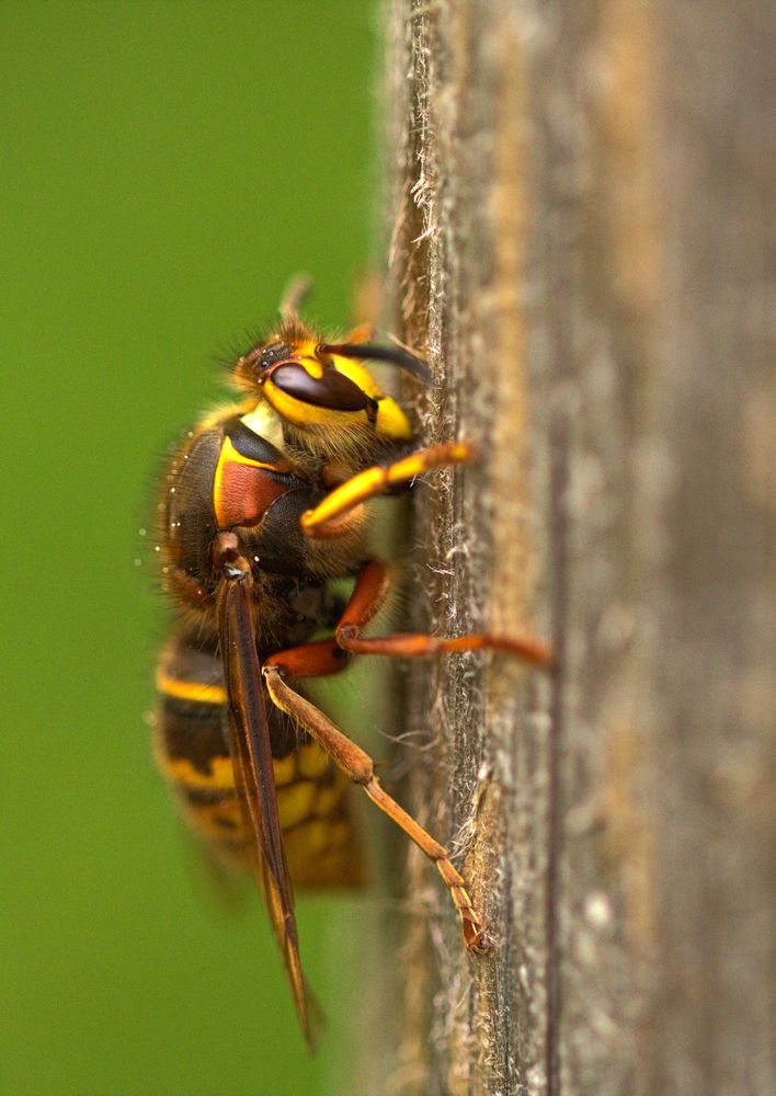 Hornisse (Vespa crabro)