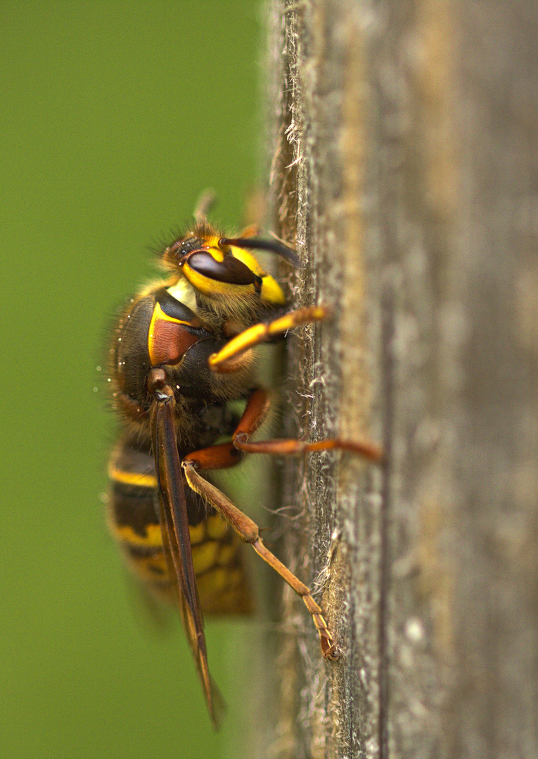 Hornisse (Vespa crabro)