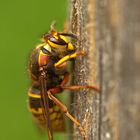 Hornisse (Vespa crabro)