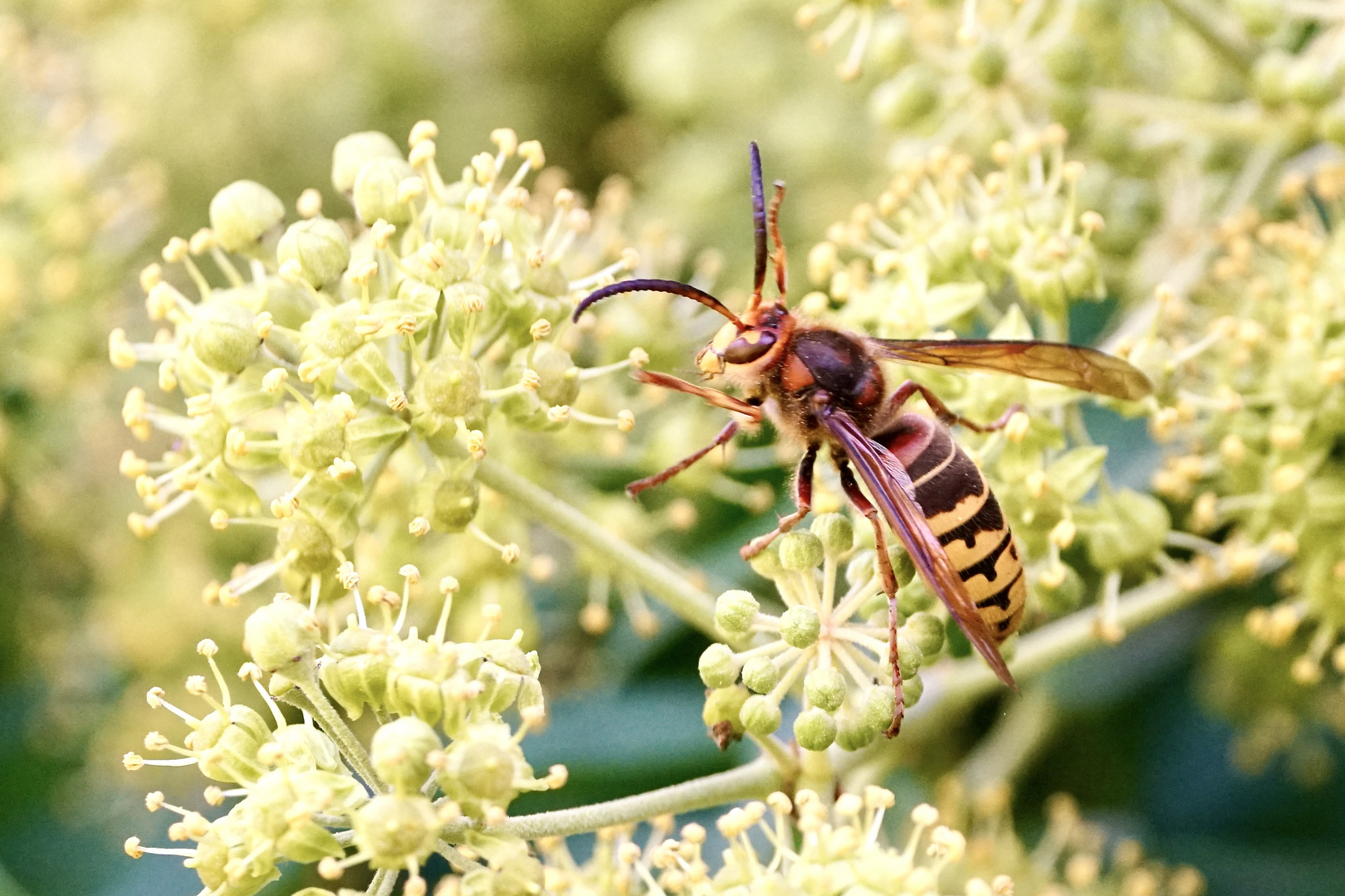 Hornisse (Vespa crabro)