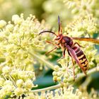 Hornisse (Vespa crabro)