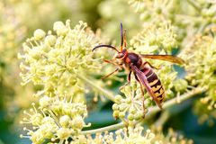 Hornisse (Vespa crabro)