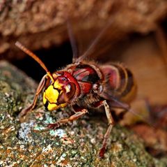 Hornisse (Vespa crabro)