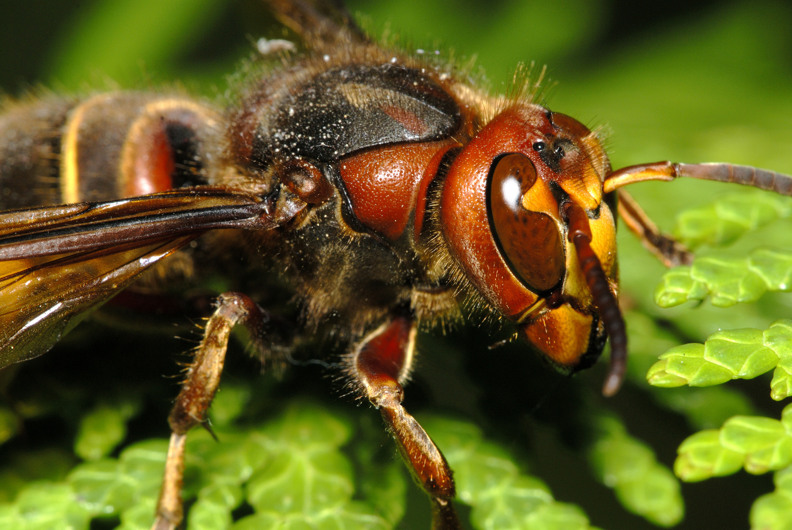 Hornisse (Vespa crabro)