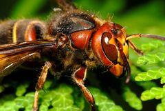 Hornisse (Vespa crabro)