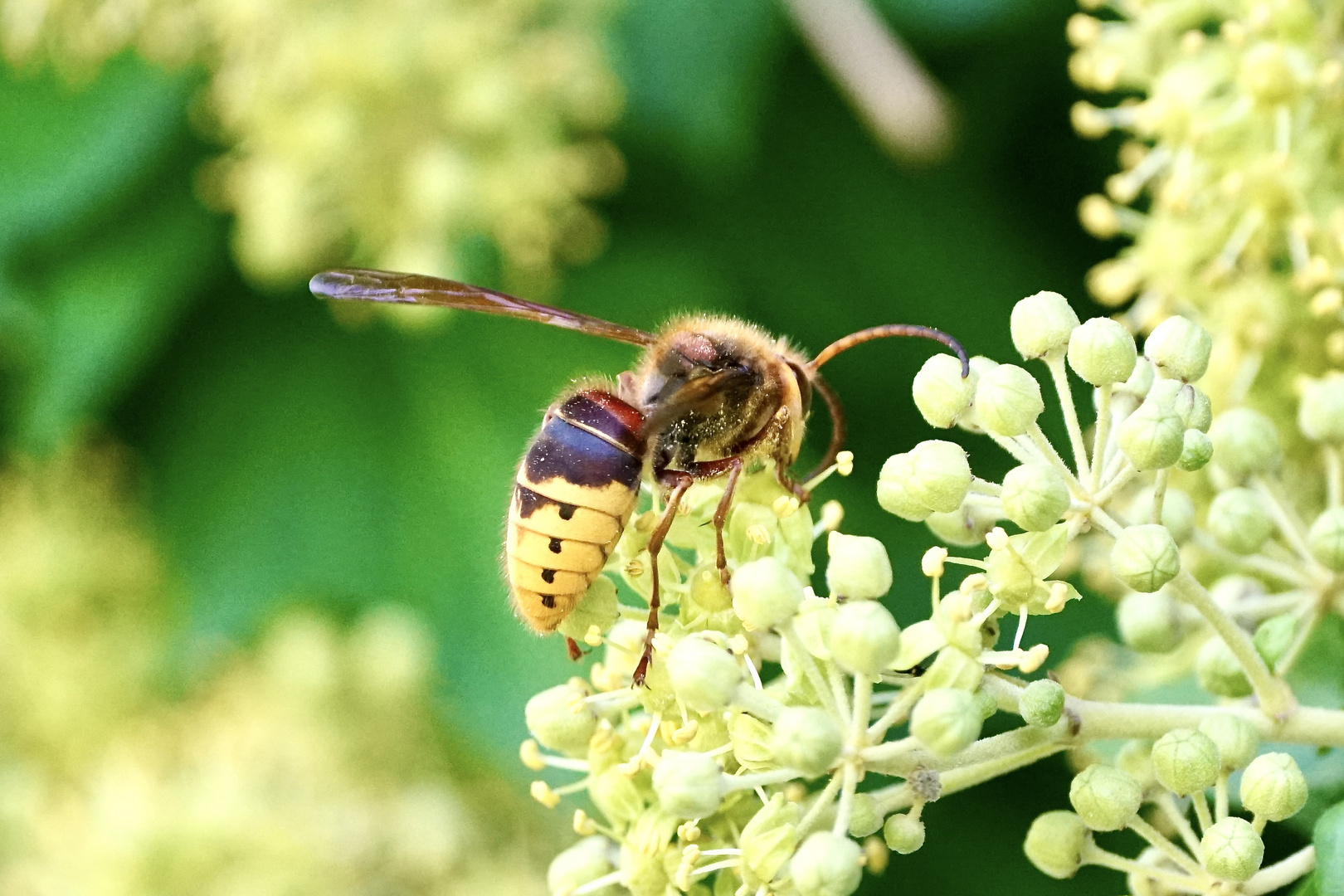 Hornisse (Vespa crabro)