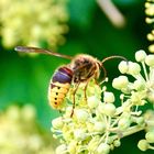 Hornisse (Vespa crabro)