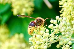 Hornisse (Vespa crabro)