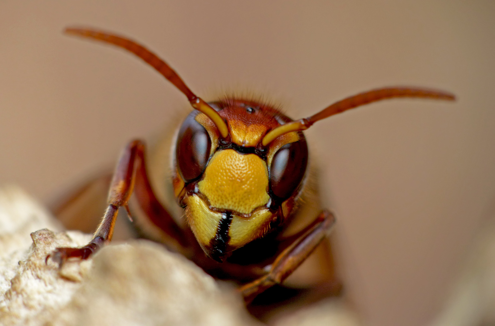 Hornisse (Vespa crabro)