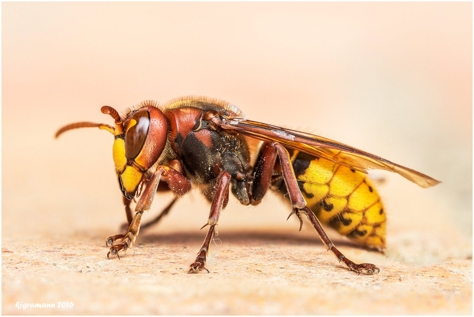 hornisse (vespa crabro)......