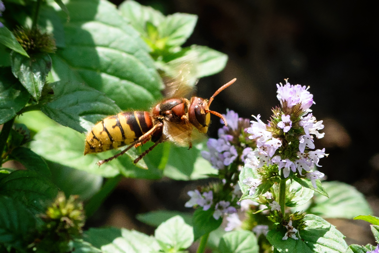 Hornisse (Vespa crabro), European hornet