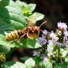 Hornisse (Vespa crabro), European hornet